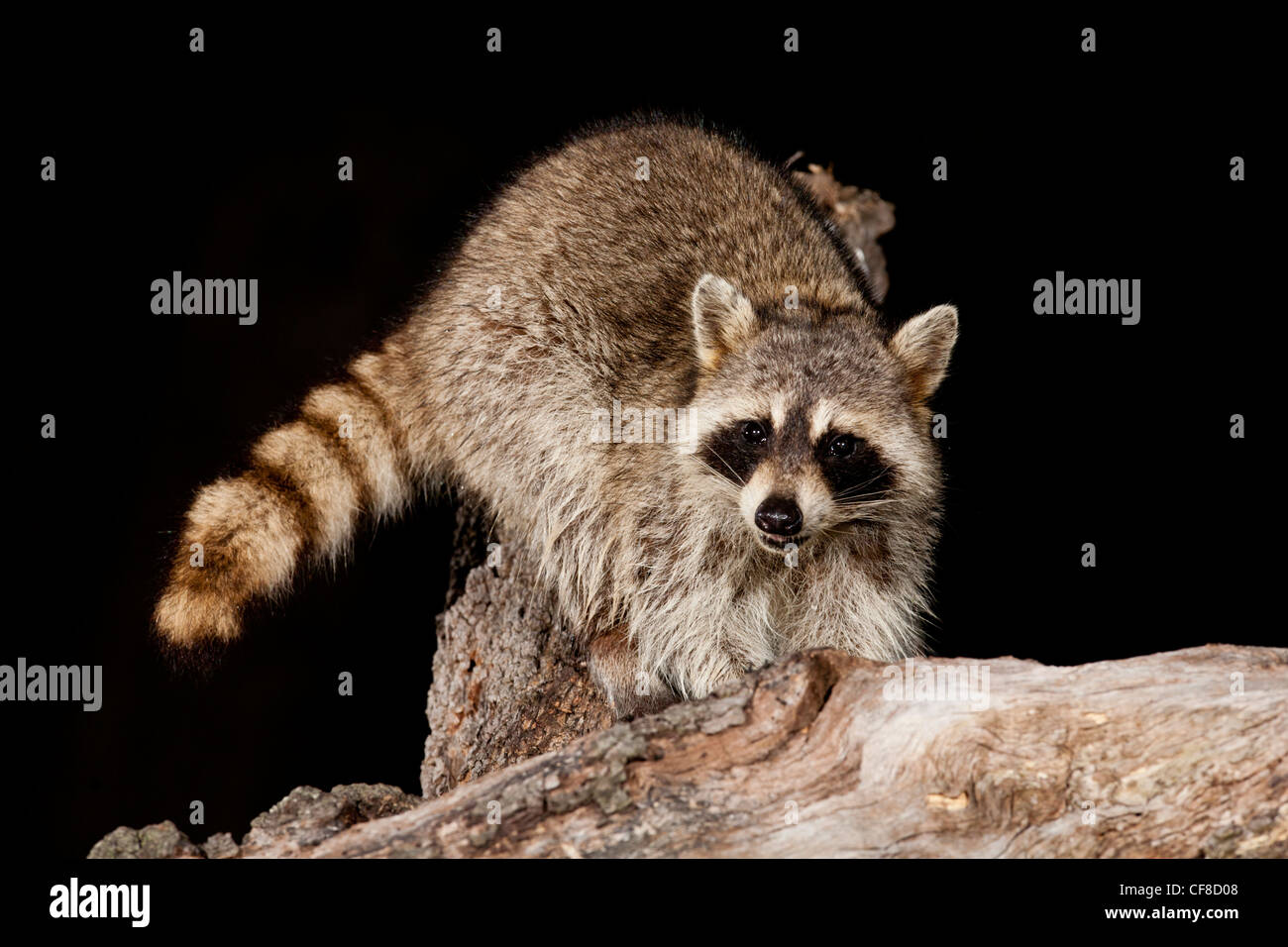 Raccoon at night in Texas Stock Photo