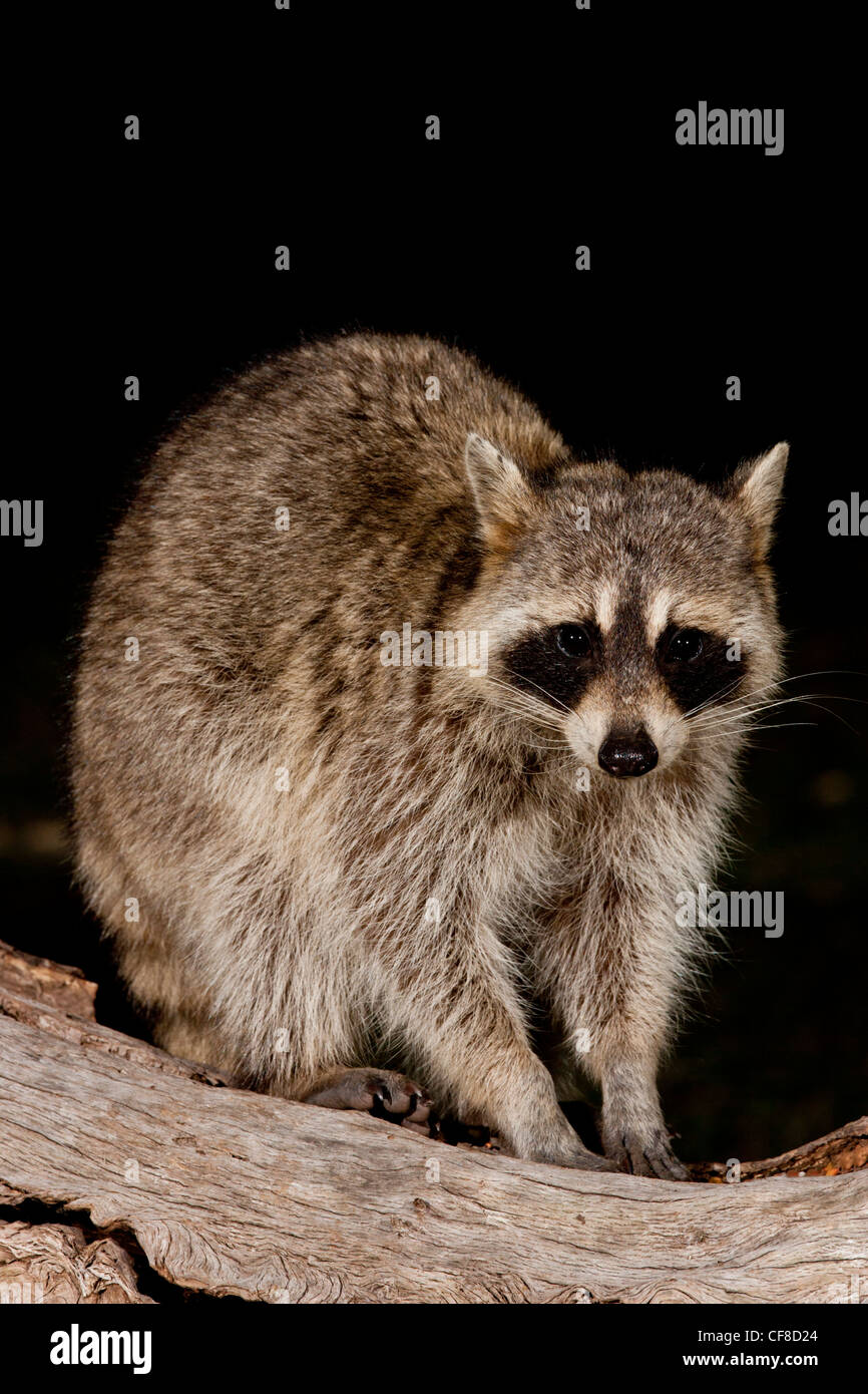 Raccoon at night in Texas Stock Photo