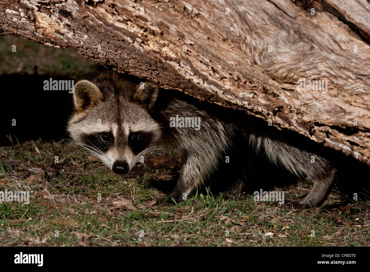 Raccoon at night in Texas Stock Photo Alamy