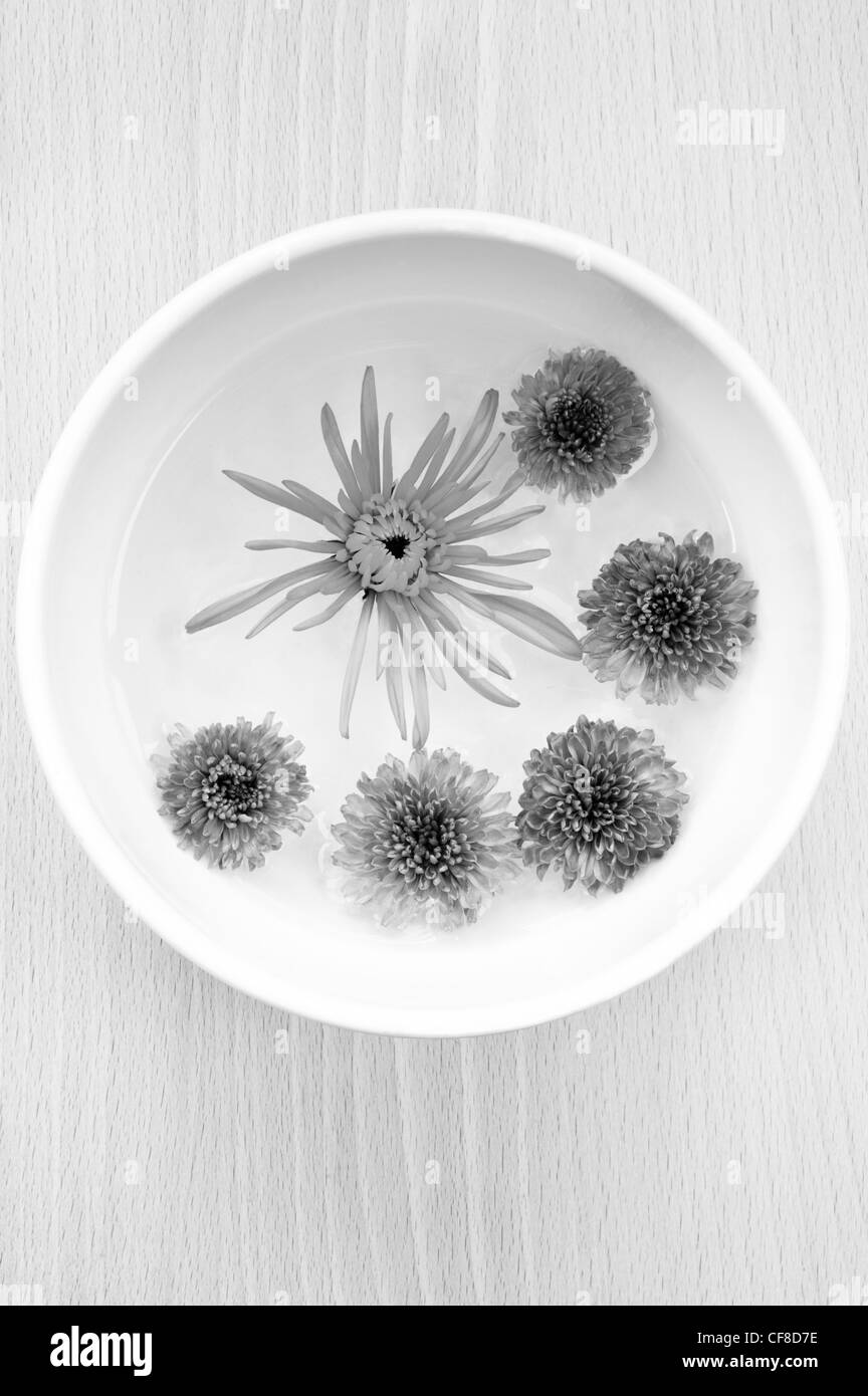 Chrysanthemums floating in a white ceramic bowl Stock Photo