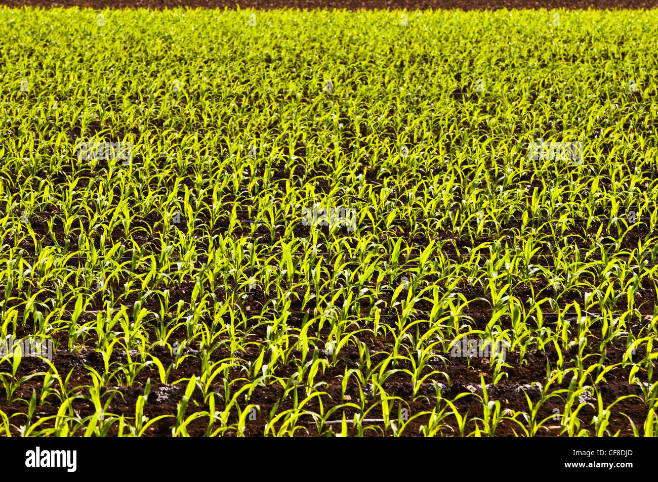 Young seed corn, Polihale, Kauai, Hawaii Stock Photo Alamy