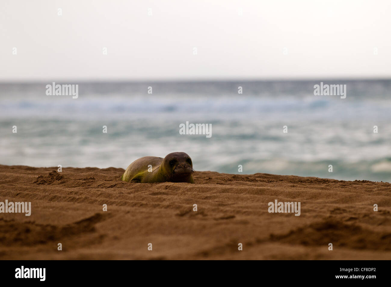 Monk Seal, Polihale Beach, Kauai, Hawaii Stock Photo