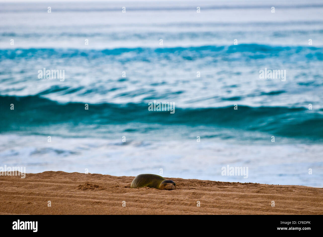 Hawaii seal hires stock photography and images Alamy