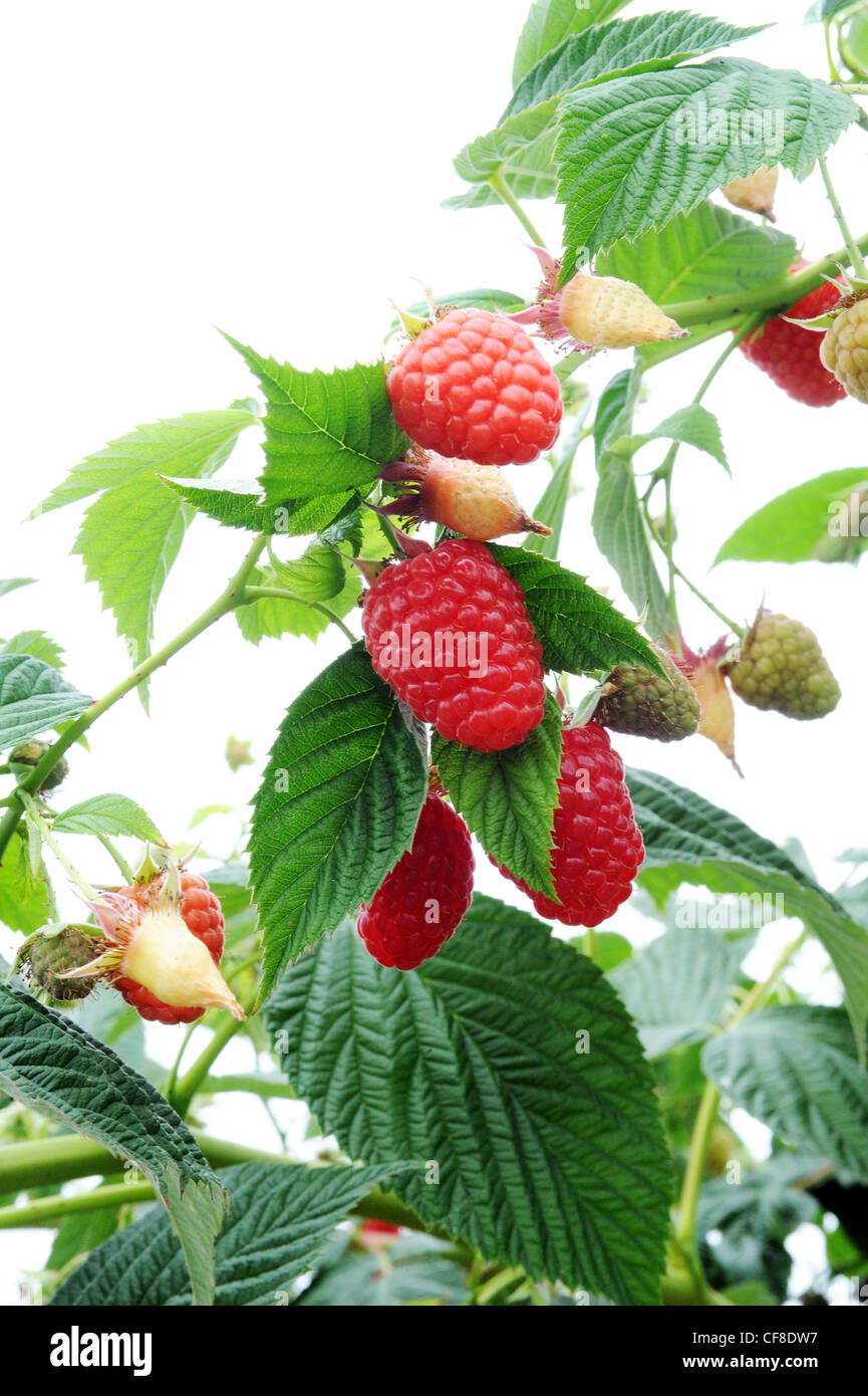 English greenhouse hires stock photography and images Alamy