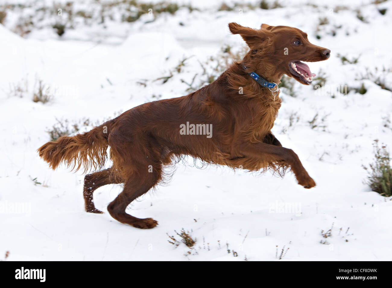 Irish red setter playing in snow, Wiltshire, England Stock Photo