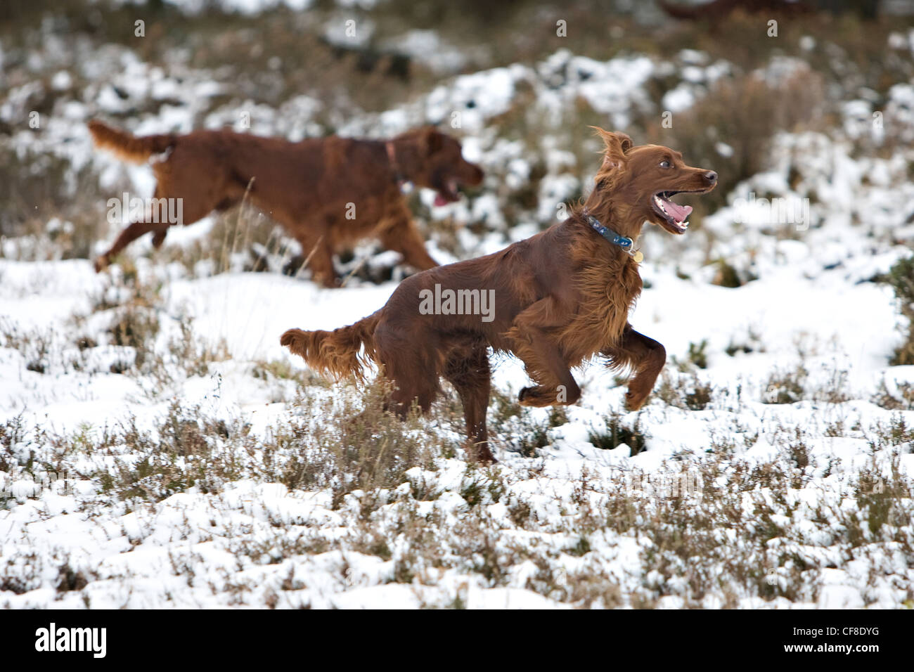 Irish red setter playing in snow, Wiltshire, England Stock Photo