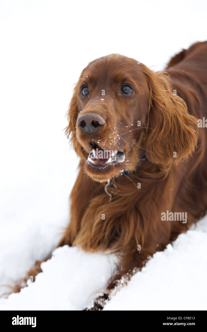 Irish red setter laying in snow, Wiltshire, England Stock Photo