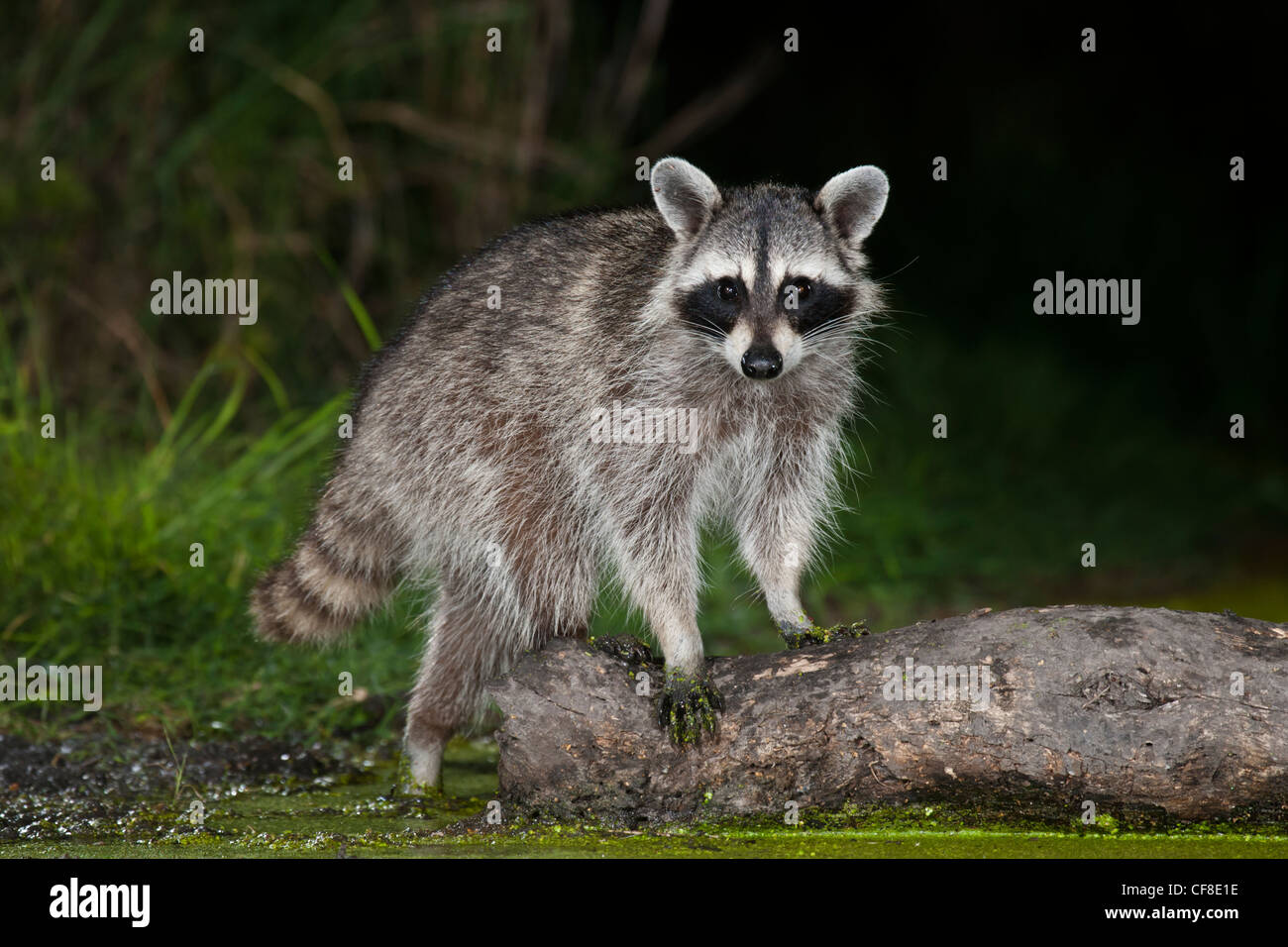 Raccoon night hi-res stock photography and images - Alamy
