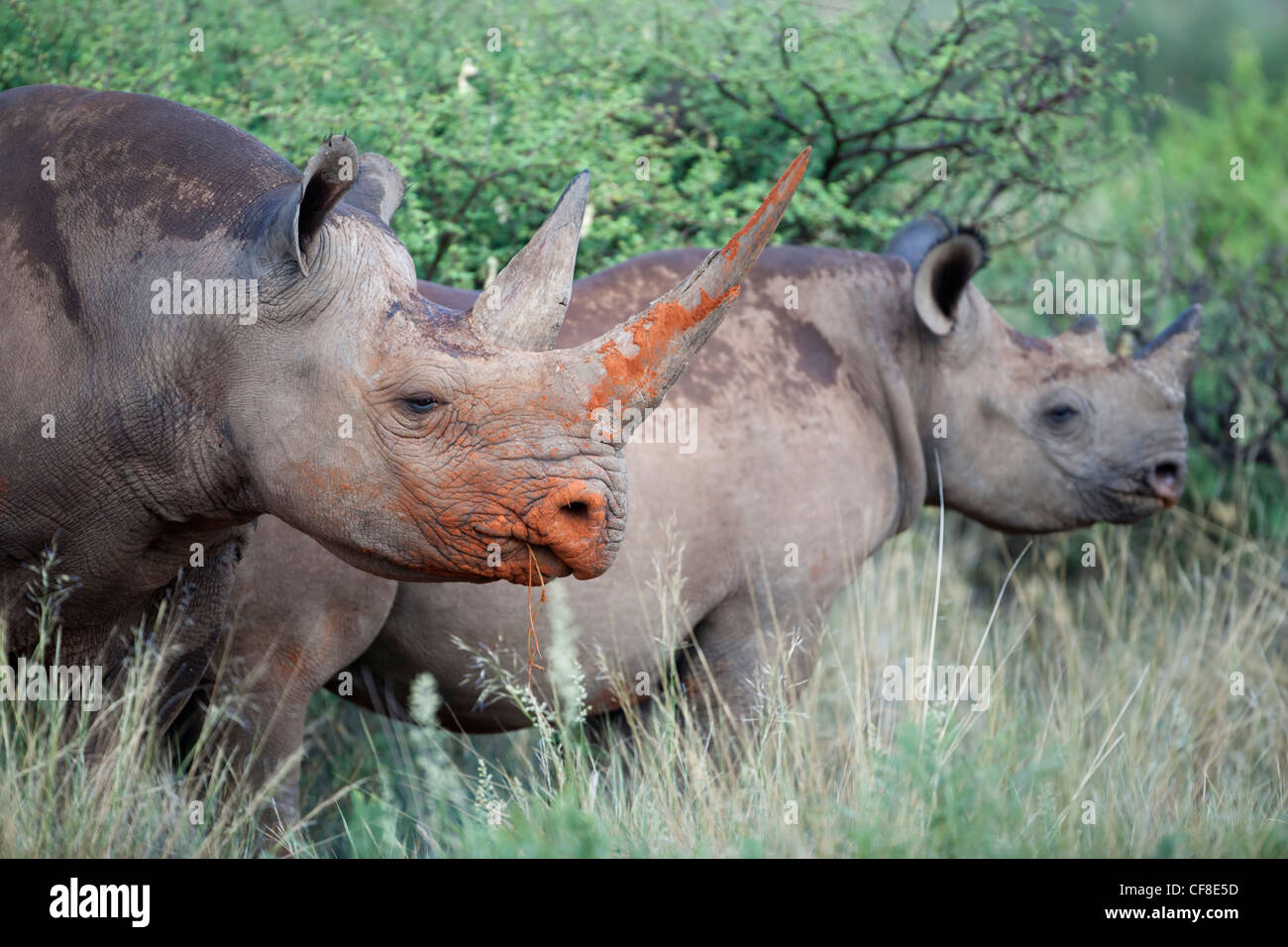 Black rhino with calf, Diceros bicornis, Northern Cape, South Africa Stock Photo