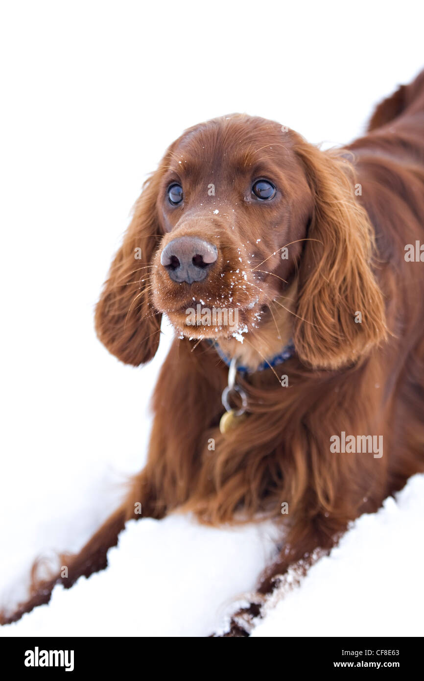 Irish red setter laying in snow, Wiltshire, England Stock Photo