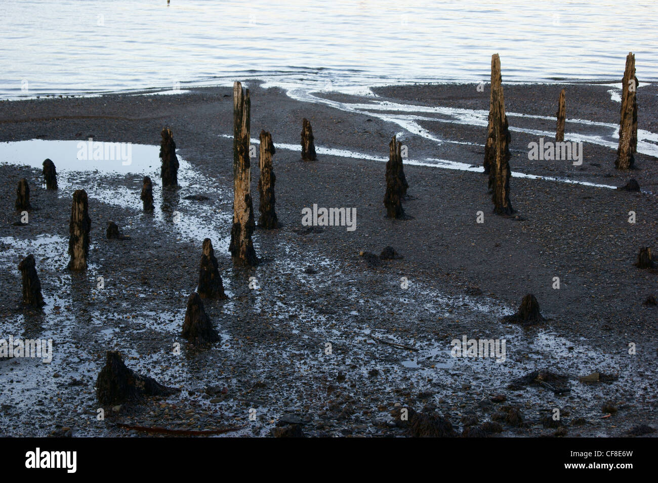 Wood pilings from an abandoned pier sticking out of sand on a beach in Belfast, Maine Stock Photo