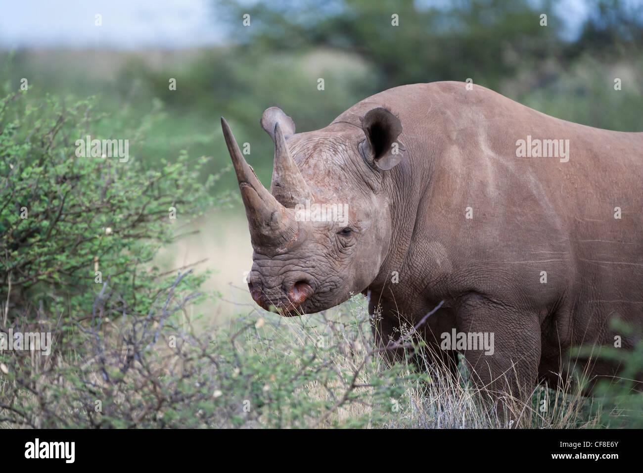Black rhino, Diceros bicornis, Northern Cape, South Africa Stock Photo