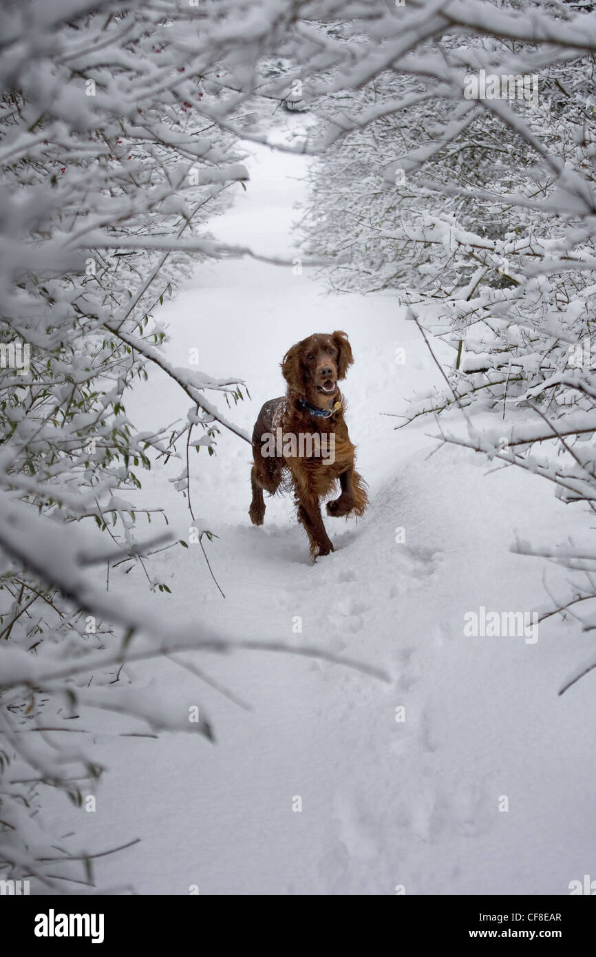 Irish red setter in snow, Wiltshire, England Stock Photo