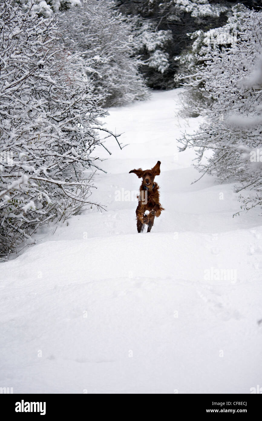 Irish red setter running in snow, Wiltshire, England Stock Photo