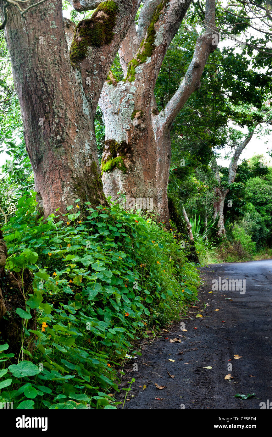 Tree trees st helena hi-res stock photography and images - Alamy