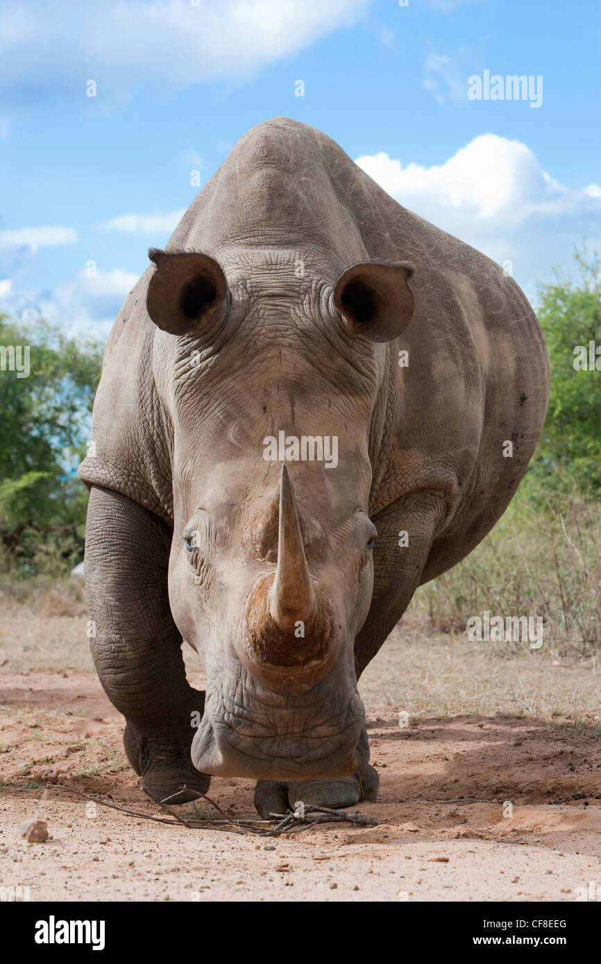 White rhino, Ceratotherium simum, Hlane Royal National Park game reserve, Swaziland, Africa Stock Photo