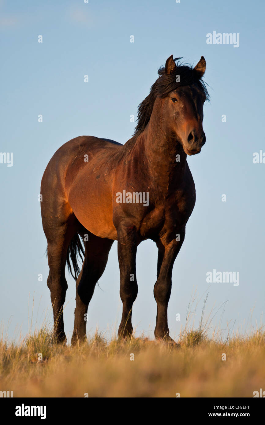 Wild mustang on ridge with blue sky background Stock Photo