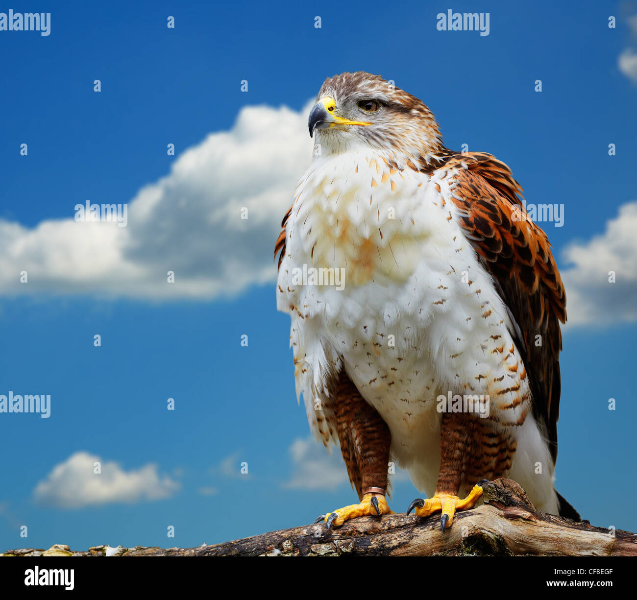 Close up of Buteo regalis against the blue sky. Photo taken at Ailwee, Birds of Prey center, Ireland. Stock Photo