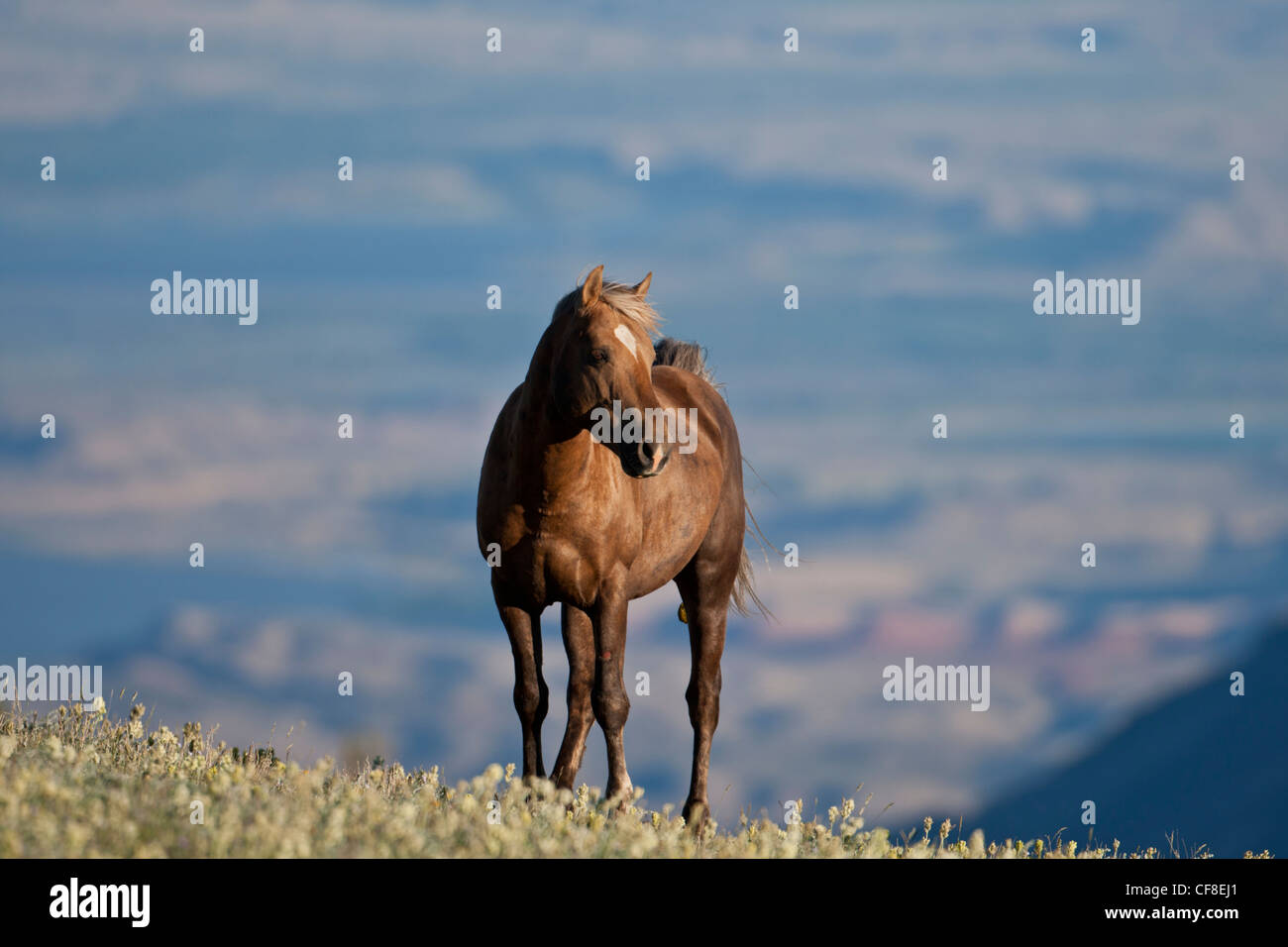 Wild horse or mustang in Montana Stock Photo