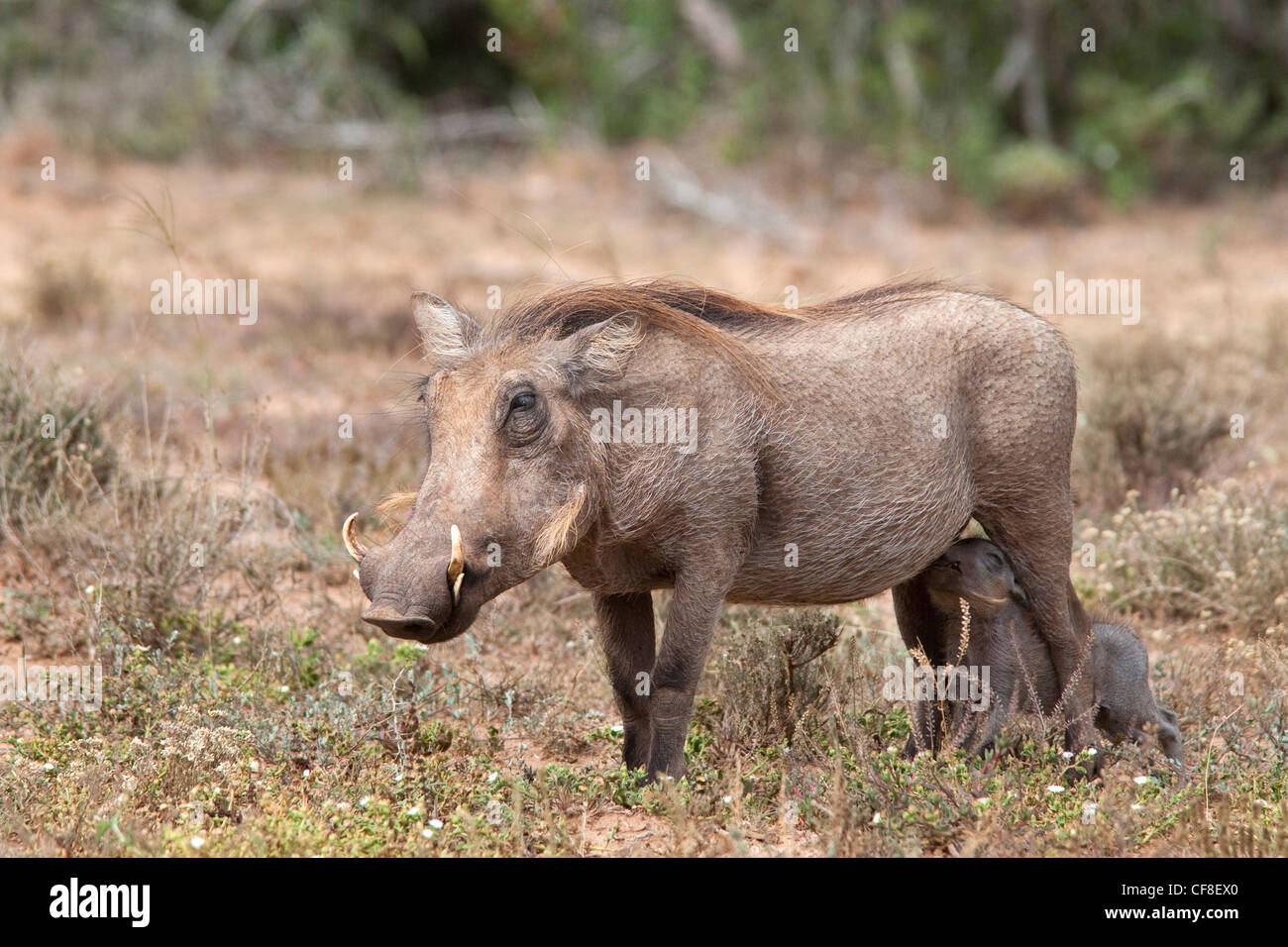 Warthog, Phacochoerus aethiopicus, suckling young, Addo national park, Eastern Cape, South Africa Stock Photo