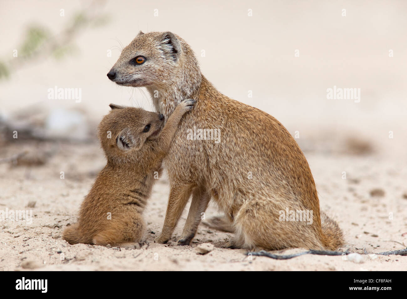 Yellow mongoose, Cynictis penicillata, with young, Kgalagadi Transfrontier Park, South Africa Stock Photo