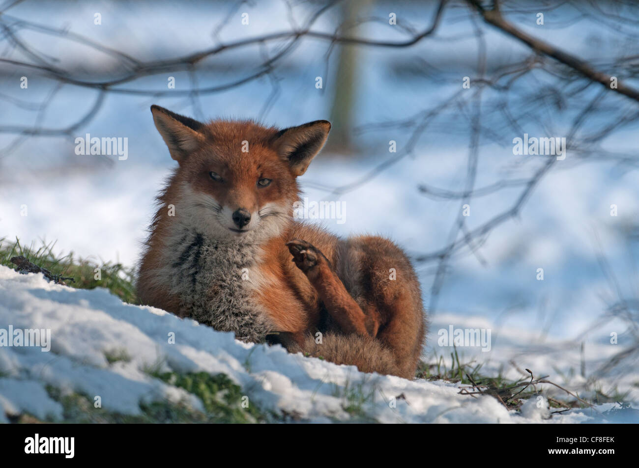 RED FOX Vulpes vulpes IN SNOW. Stock Photo