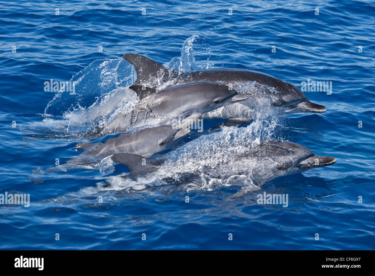 Atlantic Spotted Dolphin group (Stenella frontalis) two mature adult Females and two Juvenile animals. Azores, Atlantic Ocean Stock Photo