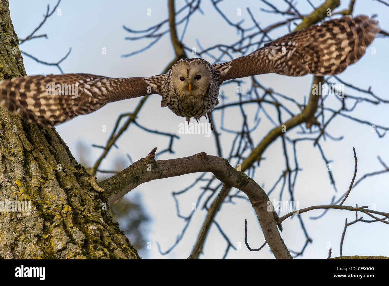 A Ural Owl flies out of a tree directly towards the camera Stock Photo