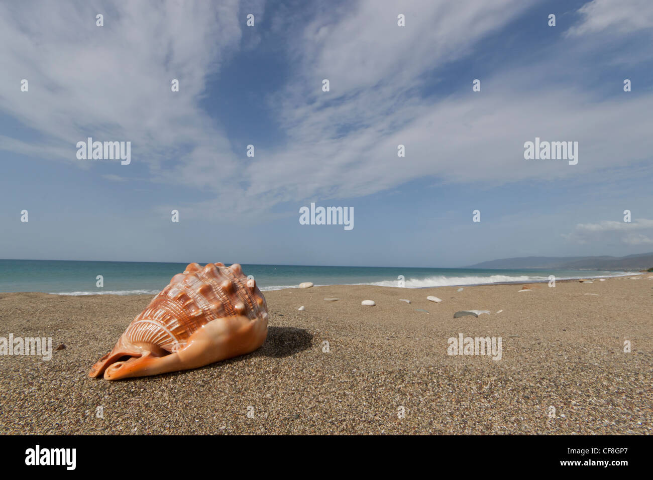 Shells Paphos Seashell at Latchi beach, Paphos district, Cyprus Stock Photo - Alamy
