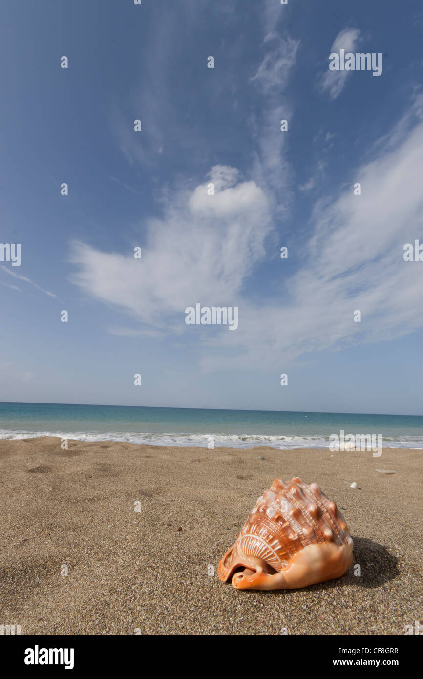 Shells Paphos Seashell at Latchi beach, Paphos district, Cyprus Stock Photo - Alamy