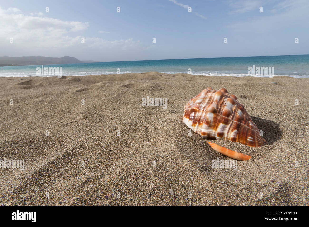 Shells Paphos Seashell at Latchi beach, Paphos district, Cyprus Stock Photo - Alamy