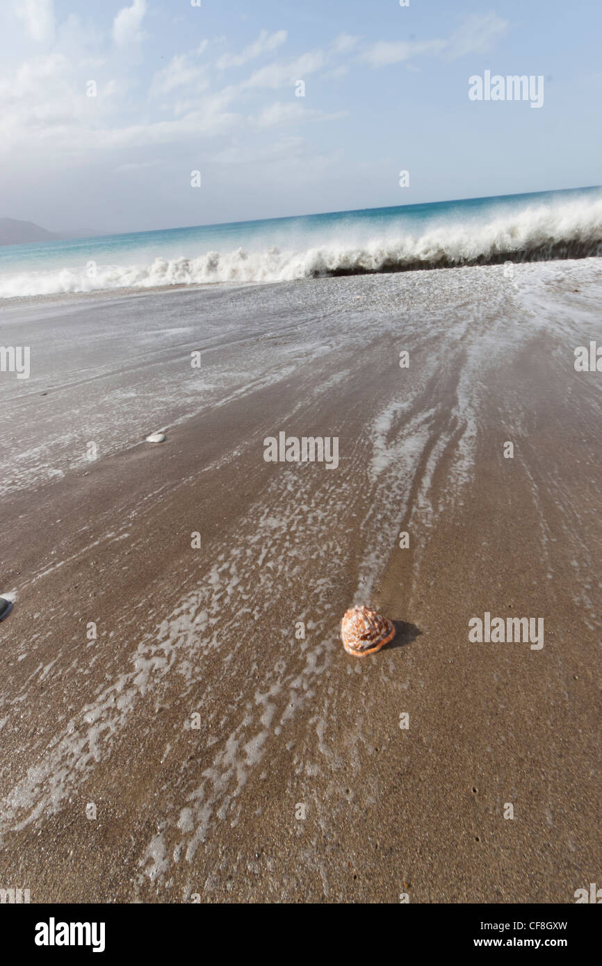 Shells Paphos Seashell at Latchi beach, Paphos district, Cyprus Stock Photo - Alamy