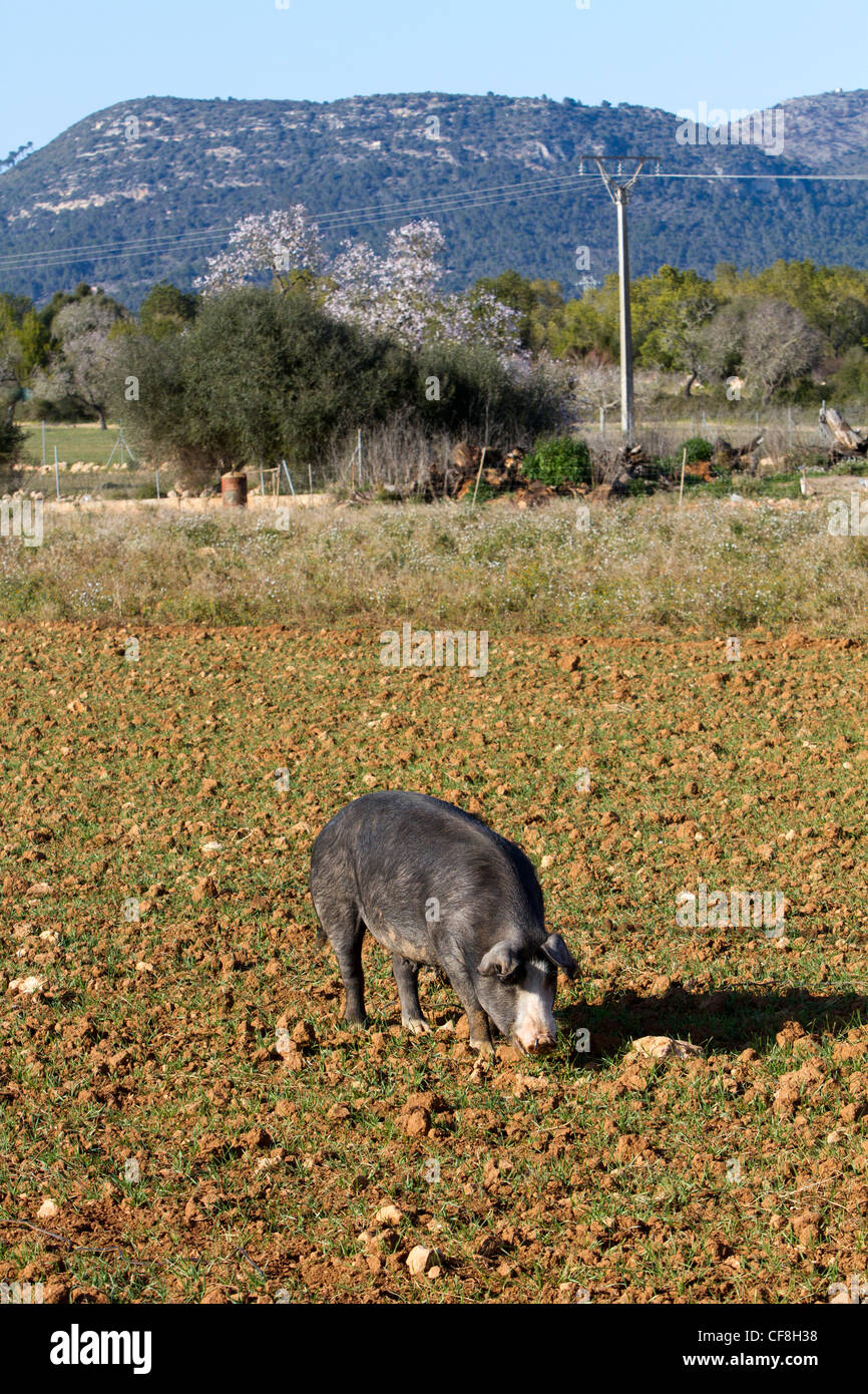 Black pig hiberian Pata Negra Majorcan Mallorca Spain Stock Photo