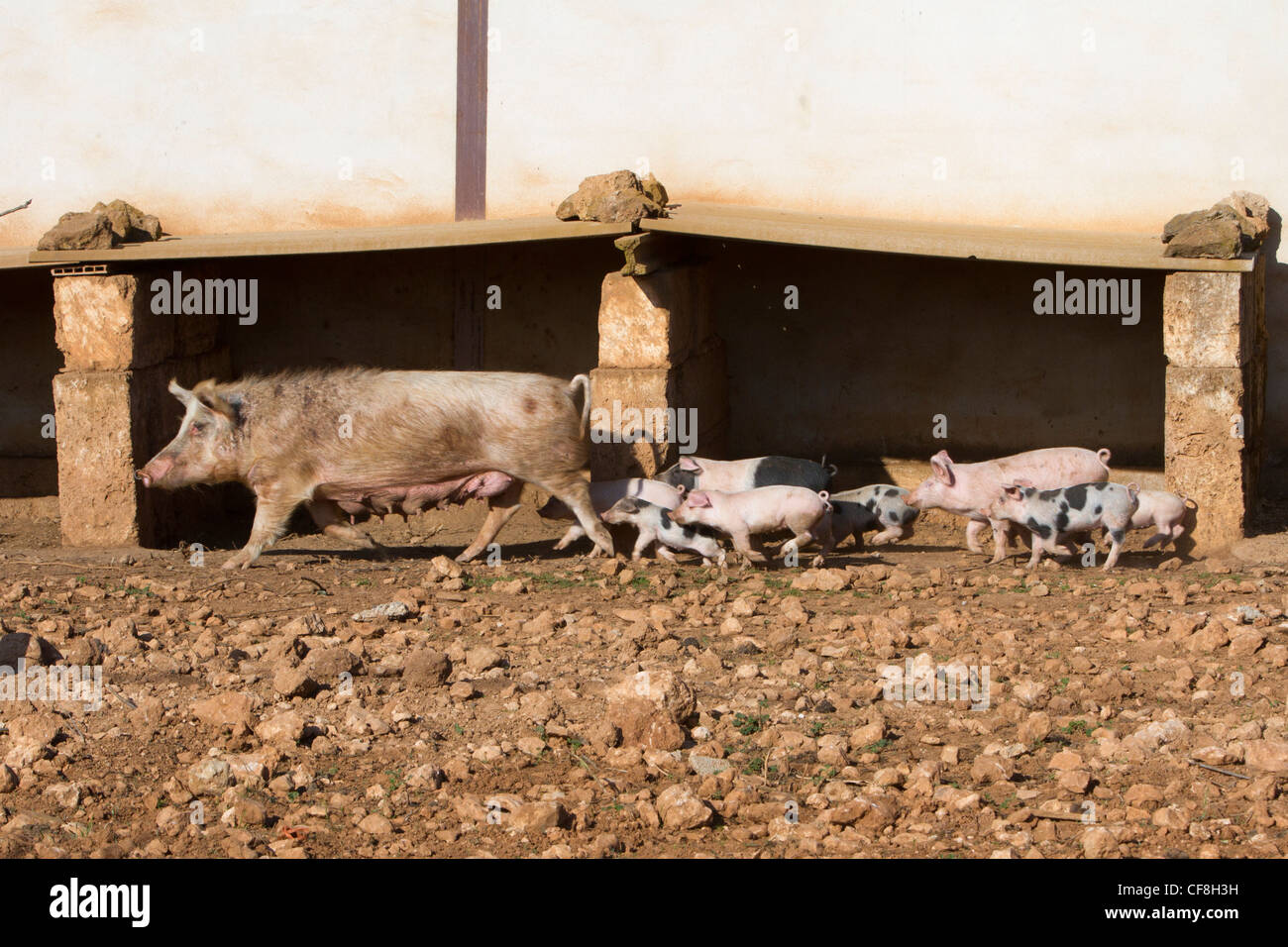 Domestic pig with piglets hiberian Majorcan Mallorca Spain Stock Photo
