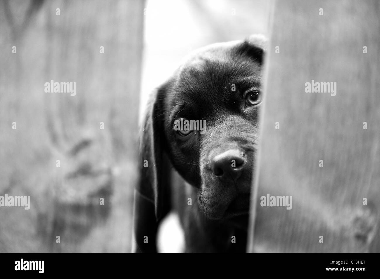 Chocolate Labrador Puppy Stock Photo
