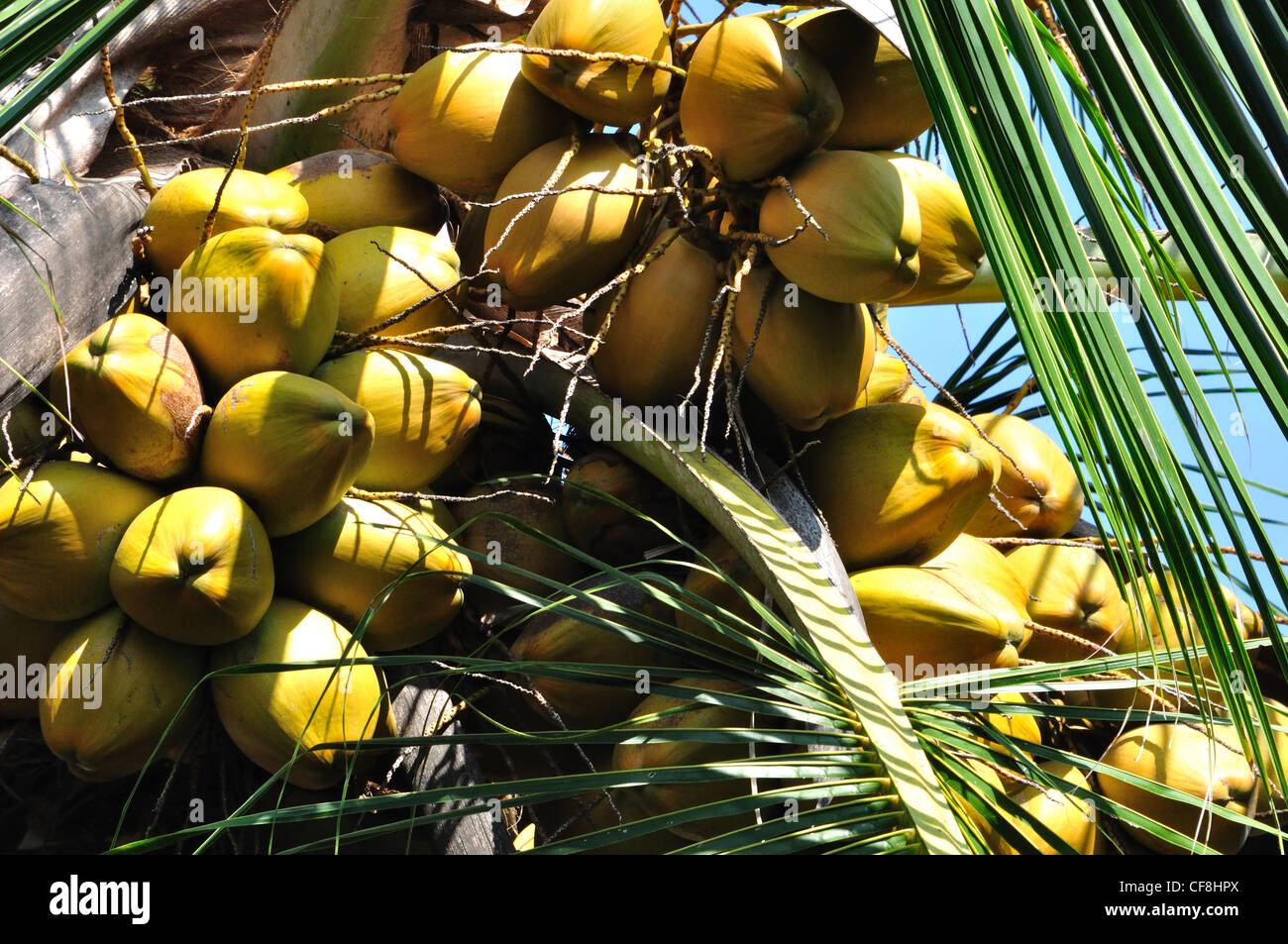 Coconuts in Kerala Stock Photo Alamy