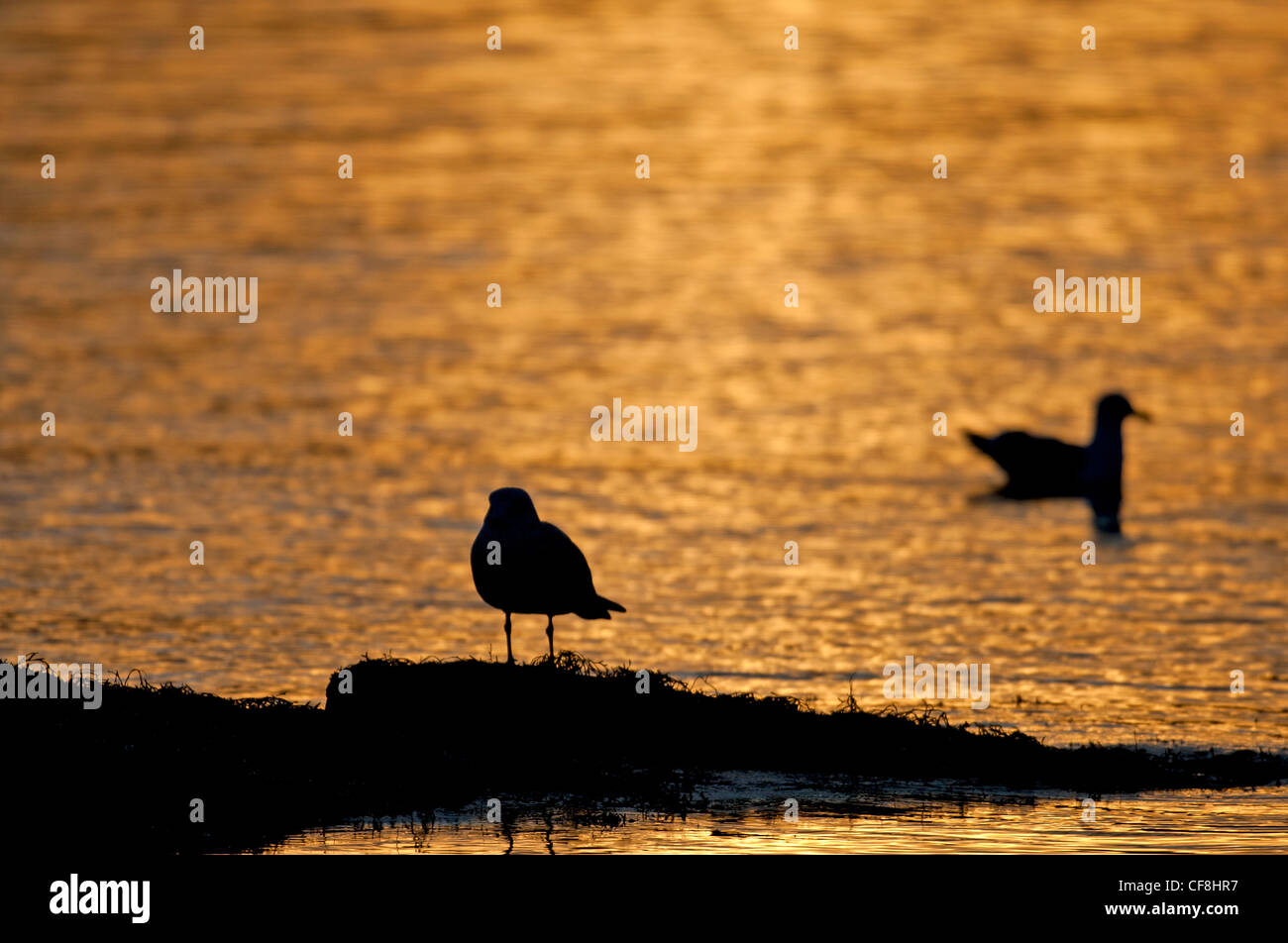 Glaucous Gulls on in evening light British Columbia Canada.  SCO 8076 Stock Photo