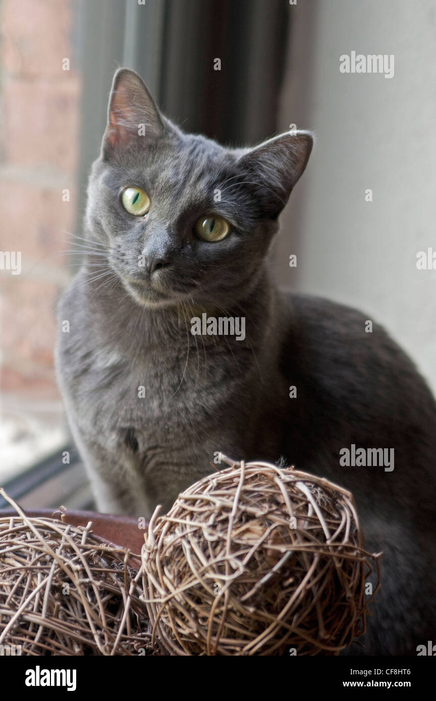 A gray cat sits by a window Stock Photo - Alamy
