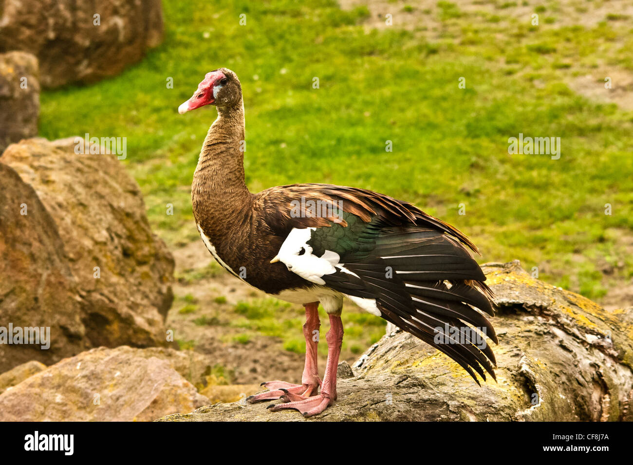 Black Spur-Winged Goose Stock Photo