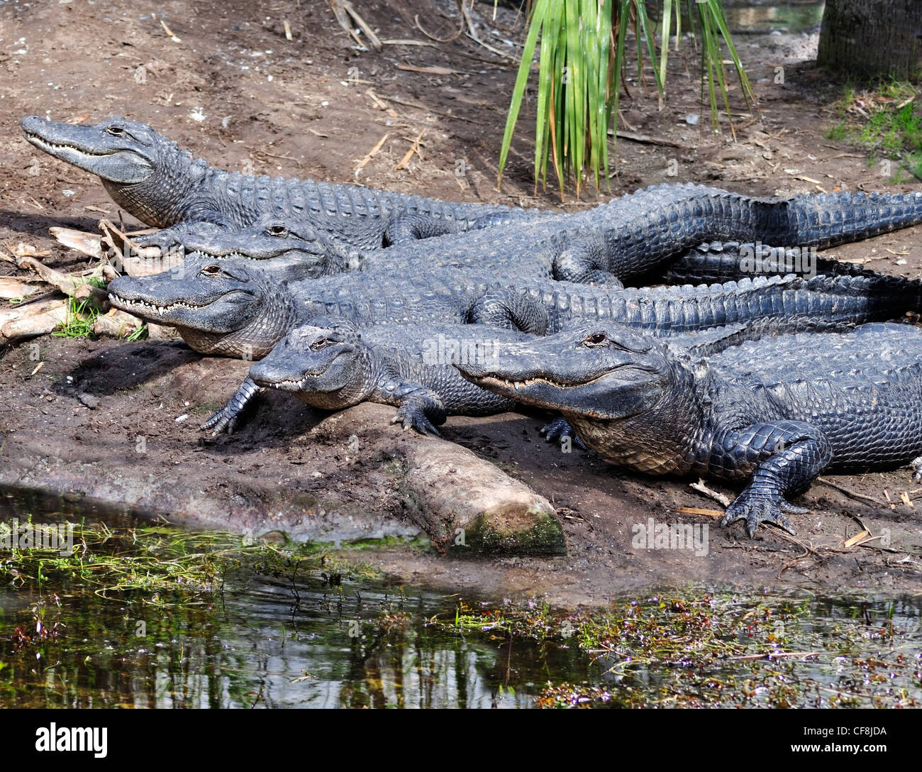 Group of American Alligators basking in the sun Stock Photo Alamy