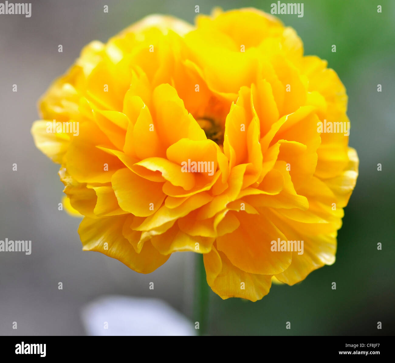 yellow ranunculus , close up shot Stock Photo