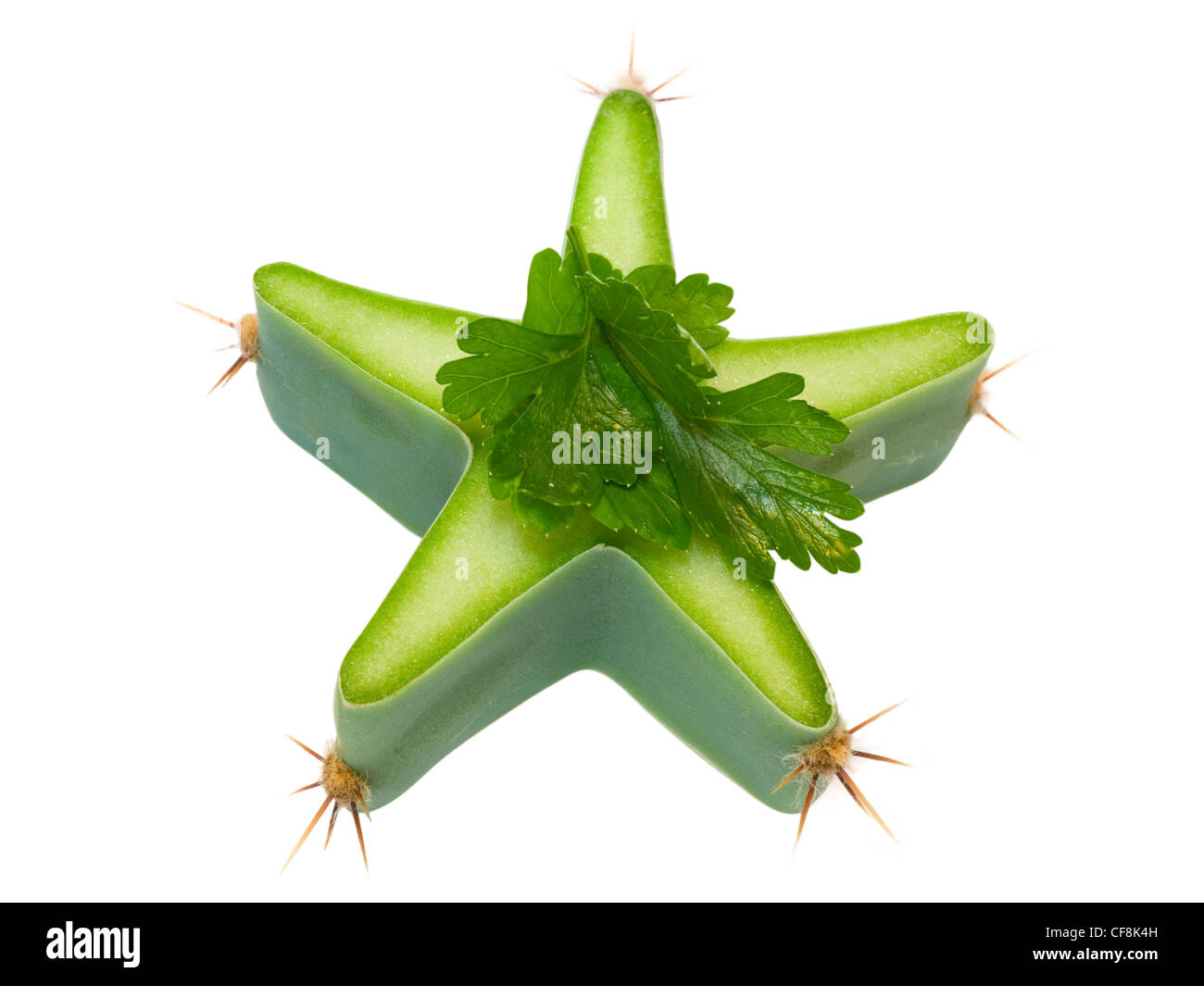star of cactus and parsley isolated on white background Stock Photo