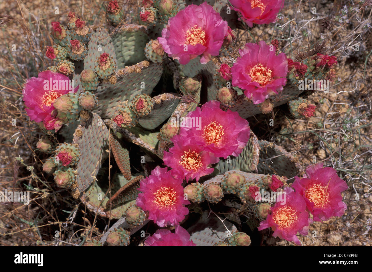 Beavertail, Cactus, Opuntia basilaris, Mojave, National Preserve, California, USA, United States, America, blossom, red Stock Photo