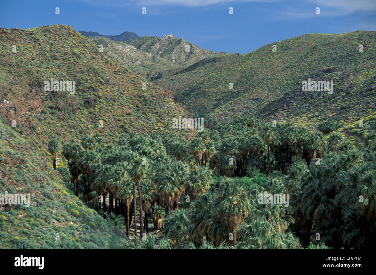 Palm Canyon, Indian Canyons, Palm Springs, California, USA, United States, America, desert, Mojave, Joshua Tree, National Park, Stock Photo