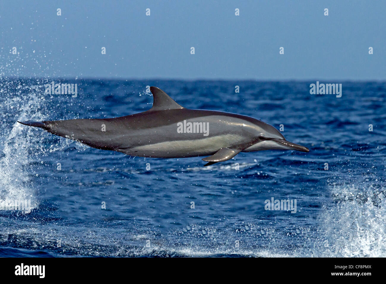 Spinner dolphin leaping out of water, riding waves Stock Photo