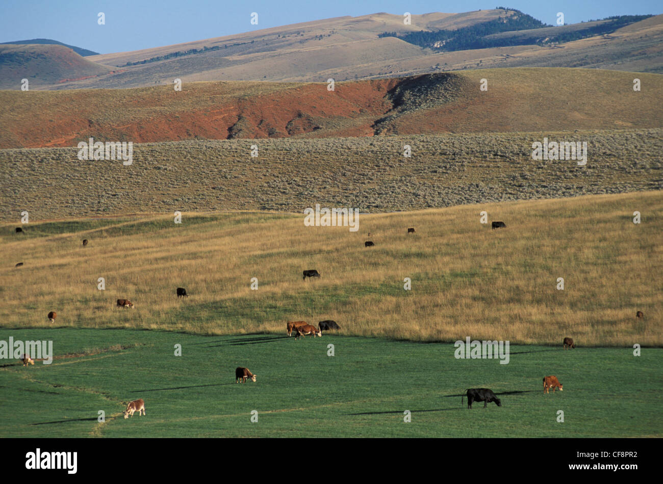 Landscape, near Lander, Wyoming, USA, United States, America, Cows, landscape, grass, hills, wide, hills, Stock Photo