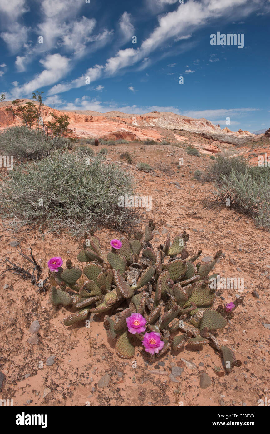 Cactus, bloom, Scenic drive, Valley of Fire, State Park, Las Vegas, Nevada,  USA, United States, America, desert Stock Photo - Alamy