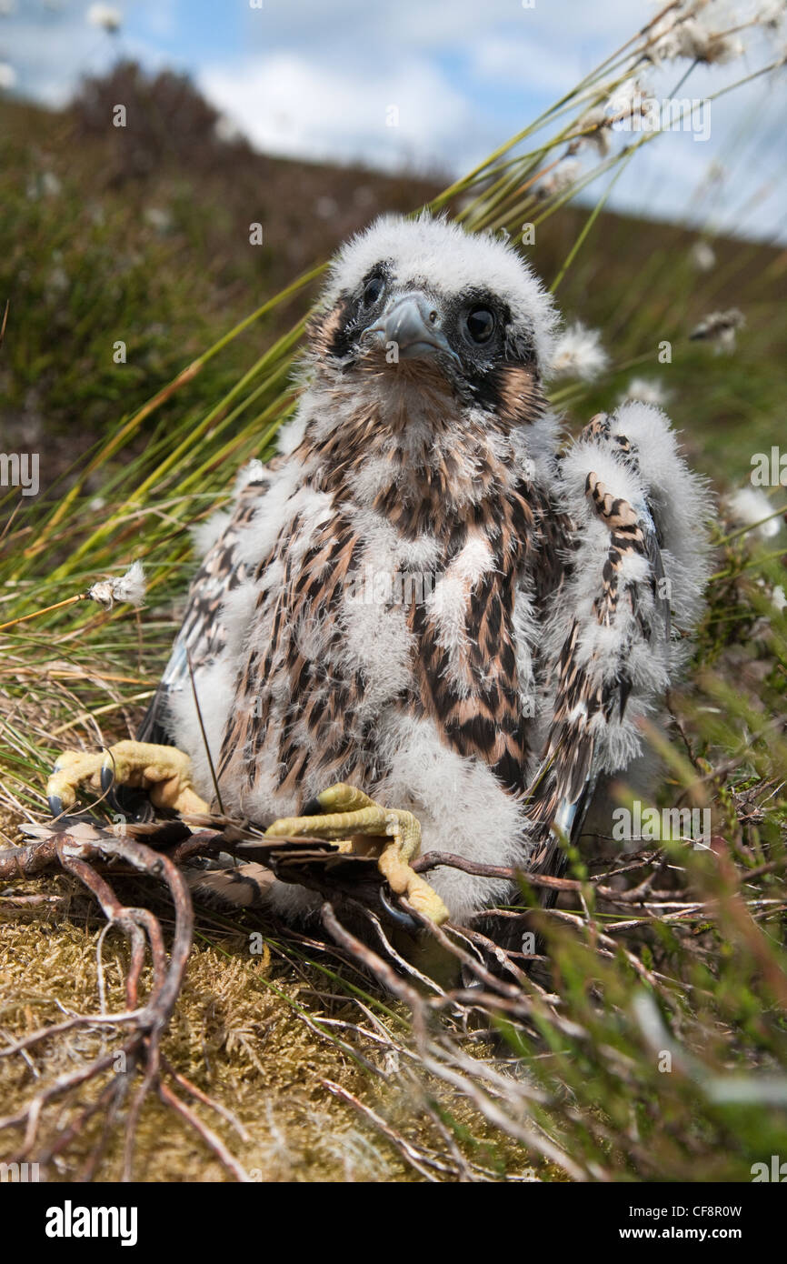 Peregrine chick, Falco peregrinus, after being ringed, Northumberland National park, UK Stock Photo
