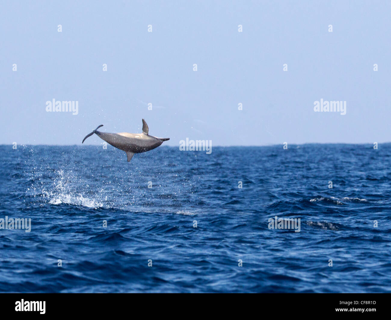 Spinner dolphin leaping out of water and spinning Stock Photo
