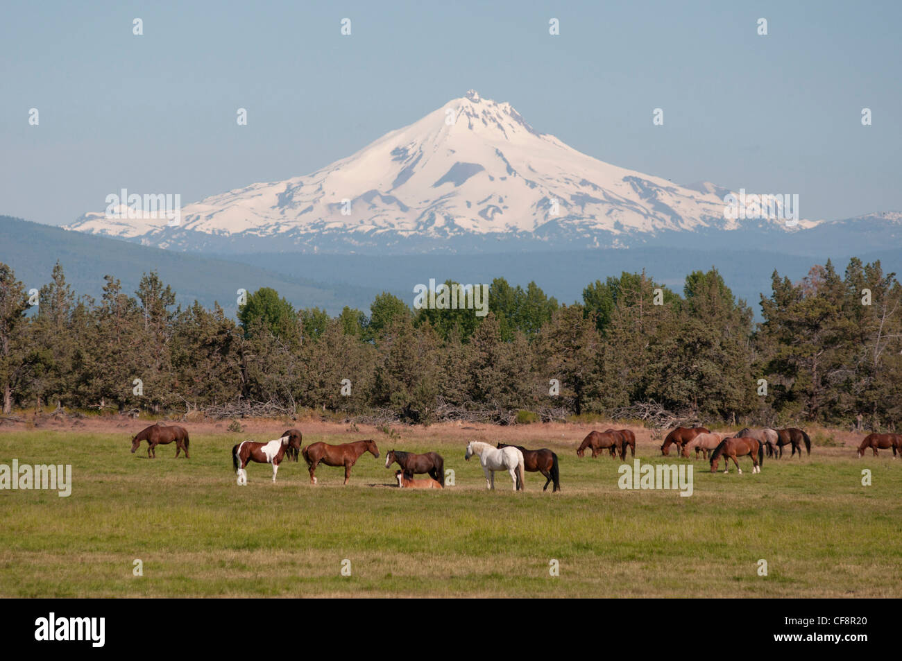 Horses, pasture, Mount Jefferson, near Redmond, Oregon, USA, United States, America, herd, volcano, Cascade Mountains, rural, Stock Photo